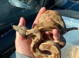 Hypo Aztec het kahl