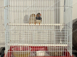 White Bengal Finch