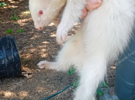Albino ferrets