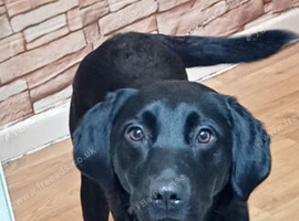 Beautiful labrador