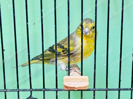 Siskin Mule Hen