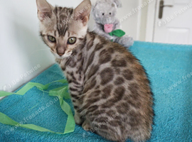 Superb Bengal Rosette Girl Kitten