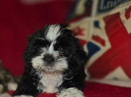 Lhasa apso/shih tzu