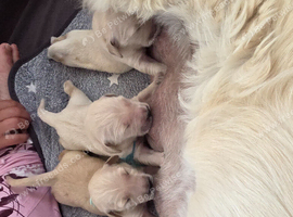Golden retriever pups  only  3 males available  absolutely stunning litter