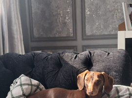 8 month old dashound SOLD NOW