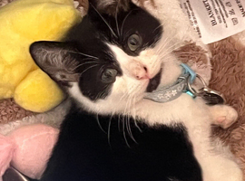 Kitten