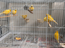 Fife Canaries Hen & Cock birds