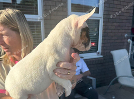 Two English bull terrier girls left of of litter of 7