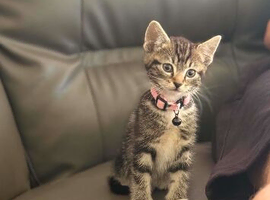 Kittens for sale ready to leave now