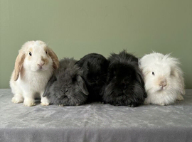 Baby lion head lops