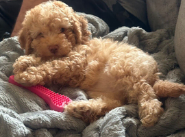 Ready now, 1 golden Stunning F1B cockapoo puppy left