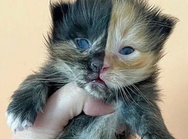 Beautiful kittens forsale