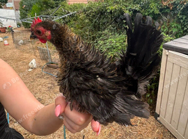 Serama rooster