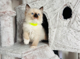 Beautiful Ragdoll Kittens Ready Now.