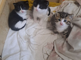 Bengals cross kittens