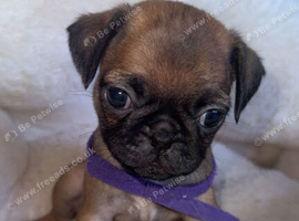 Frug puppies