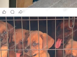 Rottweilier cross Dogue de Bordeaux
