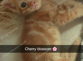Sweet ginger girl