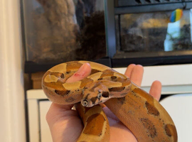 Hypo boa constrictor