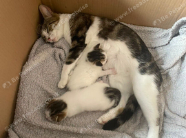 2 Kittens For Sale