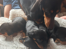 Miniature dachshunds