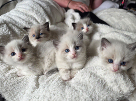 Pure Ragdoll Kittens