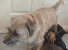 Border terriers 4 gougous boys