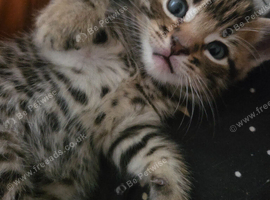 Beautiful male tabby ready to leave