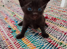 Kittens