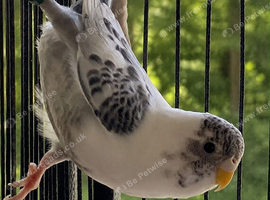 Young budgies