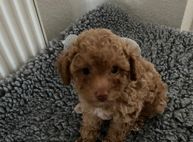 Tiny Toy Poodle