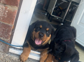 Rottweiler puppy