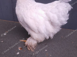 1 white pekin bantam chicken