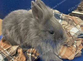 Baby bunny for sale