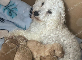 Toy Cockapoos