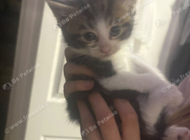 Kittens for sale