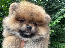 KC Pomeranian females Russian/Taiwan bloodlines