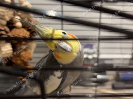 Undomesticated grey cockatiel