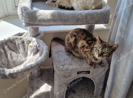 2 female glitter bengals for sale