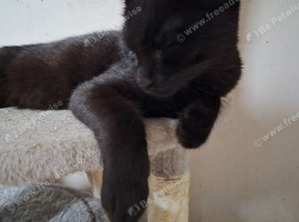Urgent Beautiful Black Boy Looking for New Home