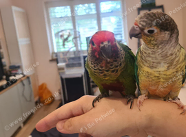 Two bonded hand tame conures