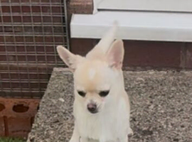 Stunning male available