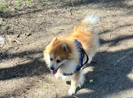 Lovely German Spitz