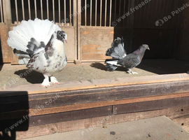 Pair of Indian fantails for sale