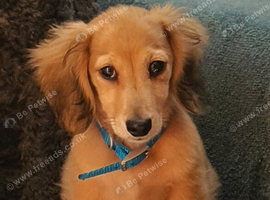 Long Haired Miniature Dachshund