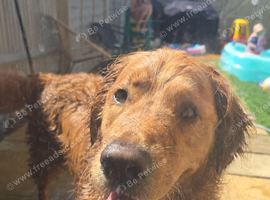 Beautiful 3 year old male golden
