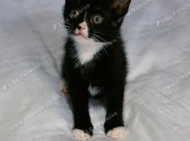 Beautiful little kitten &pound;70