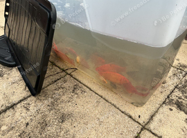 Free goldfish a variety of colours