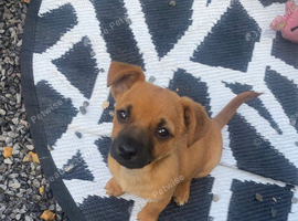 Jack Russell/Yorkshire terrier puppy&rsquo;s