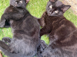 2 playful female kittens